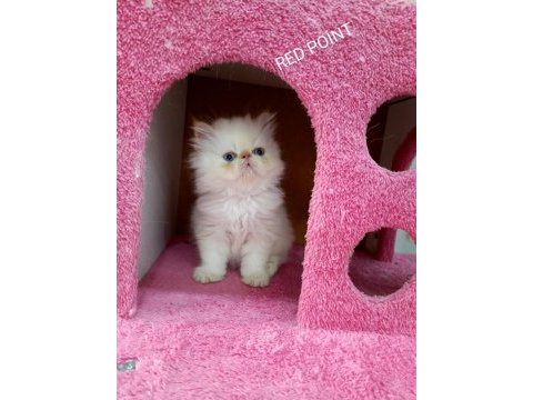 İran persian safkan sıfır burun mavi göz