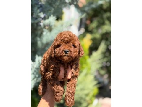 Irk garantili poodle