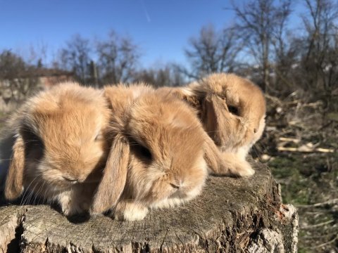 Mini lop tavşanı bebeklerimiz