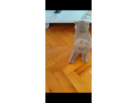 British shorthair kedimiz lokumulinko