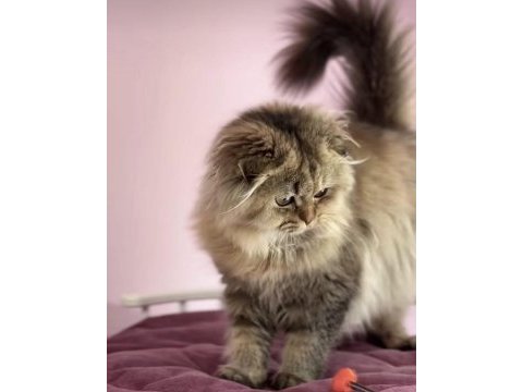Highland scottish fold