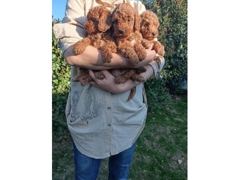 Toy poodle bebek köpekler