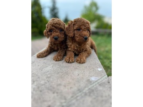 Safkan toy poodle