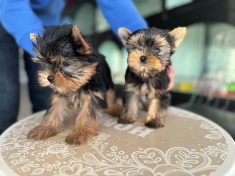 Show kalite tea cup yorkshire terrier yavrularımız