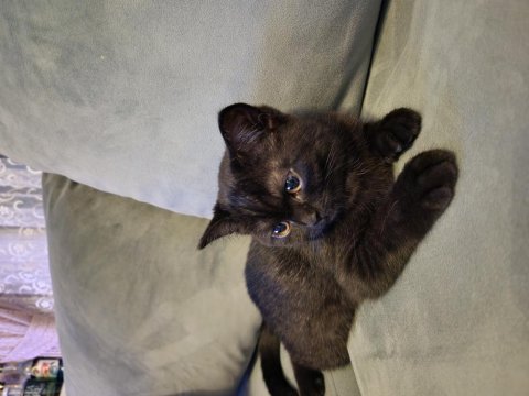 2 aylık yavru british longhair siyah
