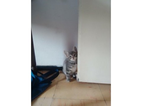 Yavru kedi 7 haftalık