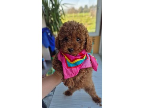 Babyface red brown dişi poodle yavrum
