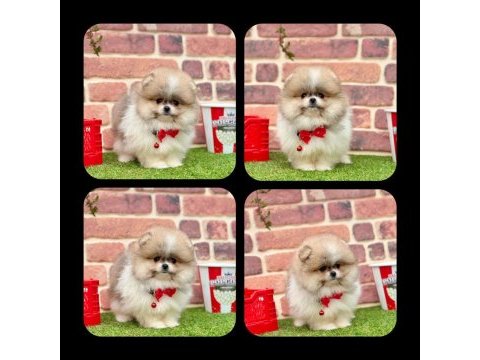 Pomeranian boo 2.5 aylık