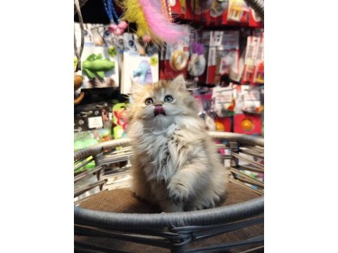 British longhair ny25 anne baba safkan yavrumuz dişi