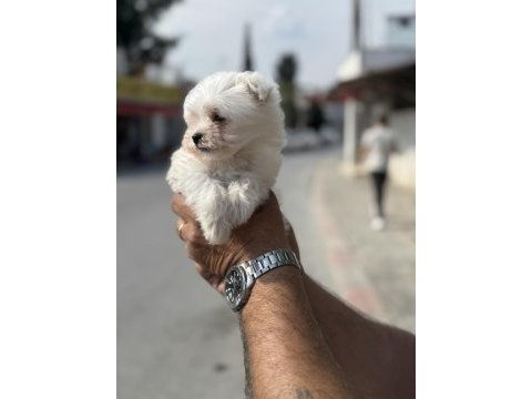 A kalite teacup 2.5 kg garantili erkek maltese yavrumuz