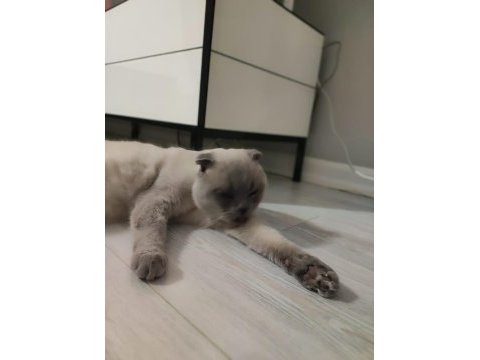 Uysal ve çocuk aşığı exotic shorthair