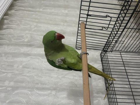 Turşü ismi bakmadan geçme iskender papağanı