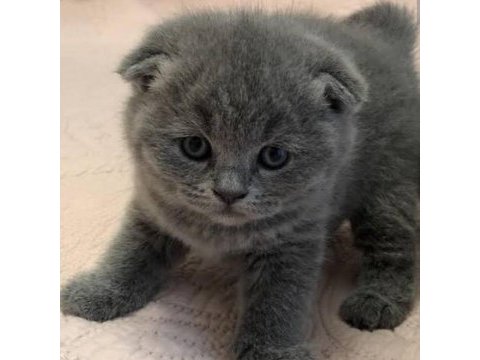 Scottish fold dişi yavrular