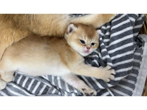 British shorthair ny 12 dişi full şecereli