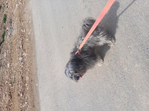 Terrier köpeği