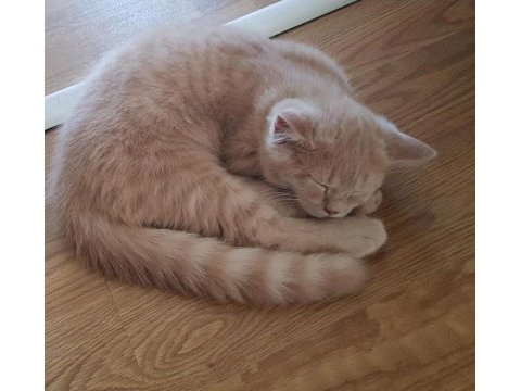 Sahiplendirme scottish fold