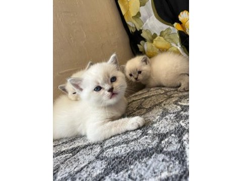 British shorthair blue point yavrularımız