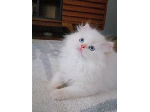Karlar kraliçesi harika bebek chinchilla