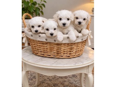 Maltese terrier yavrular