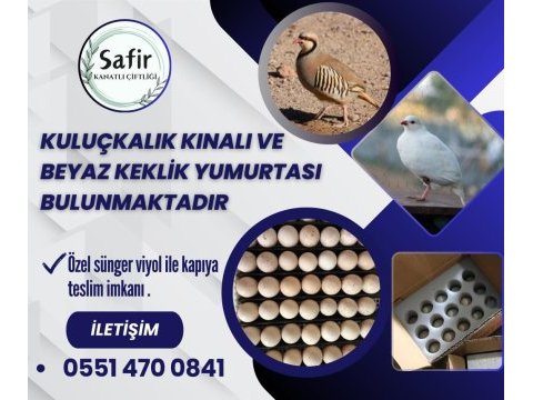 Taze kuluçkalık keklik yumurtası