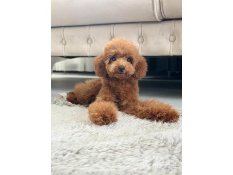 Dişi toy poodle 5 aylık
