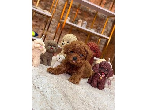 Safkan ırk ve sağlık garantili poodle yavrumuz