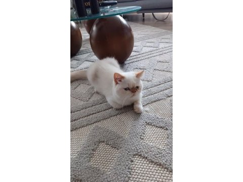 Show kalite ırk garantili exotic shorthair bebeğimiz