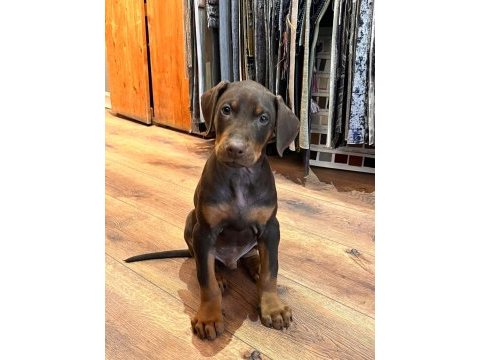 Kızıl doberman