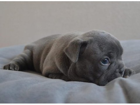 Blue yavrular french bulldog