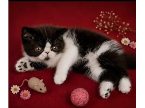 Safkan exotic shorthair bebekler