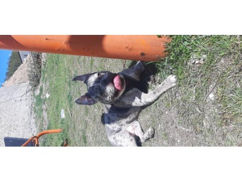 Egzotik french bulldog sevenler