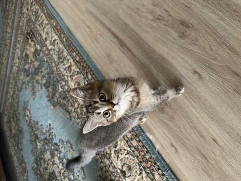 Minik scottish fold kardeşler