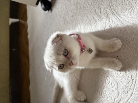 Dişi scottish fold prenses kızımız