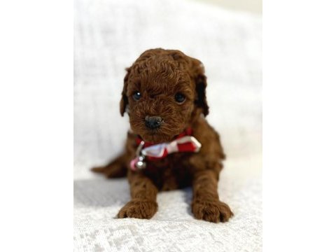 Toy poodle yavrularımız
