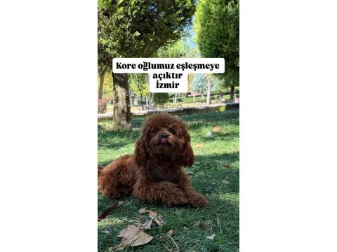 Kore poodle eşleşme ilanı