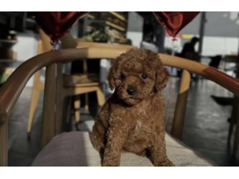 Toy poodle yavru