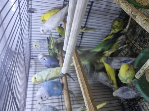 Ele alışkın konuşa bilen muhabbet kuşu yavrular