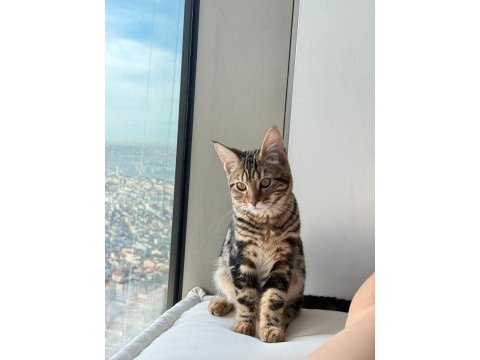 Maine coon anne bengal baba melez kedimiz