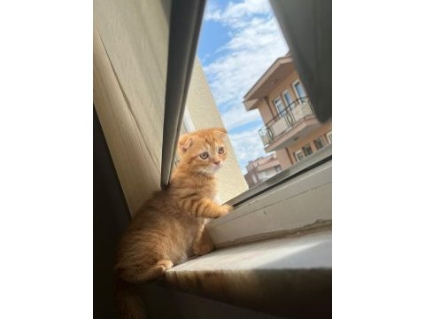 Yakışıklı scottish fold kedimiz