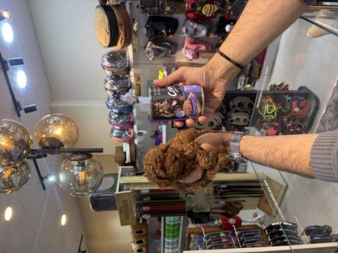 Teacup toy poodle yavrularımız