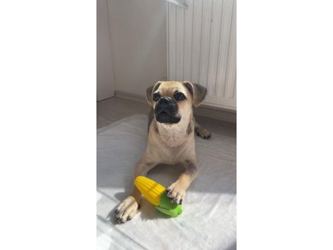 Aşıları tam 7 aylık pug yavrusu