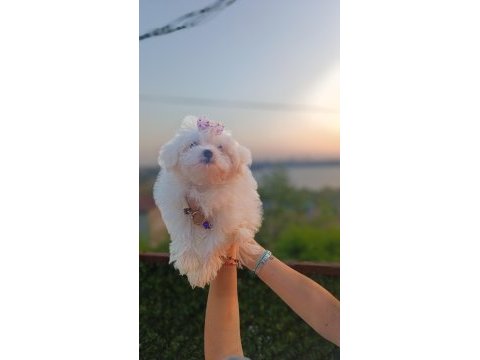 Maltese bebek köpeklerimiz