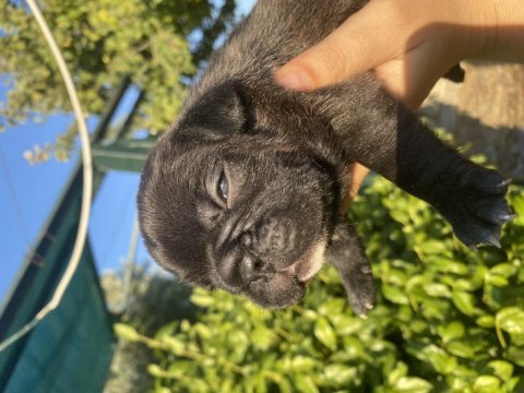 Göz alıcı siyah inci french bulldog köpeğimiz
