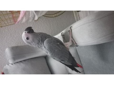 Erkek güzeli bebek jako papağanı