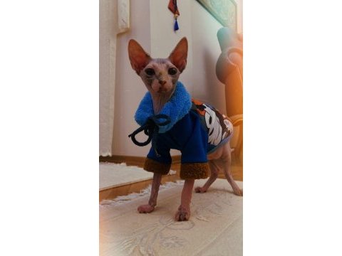 Tüysüz kedi sphynx dişi oyuncu güzel bir kız