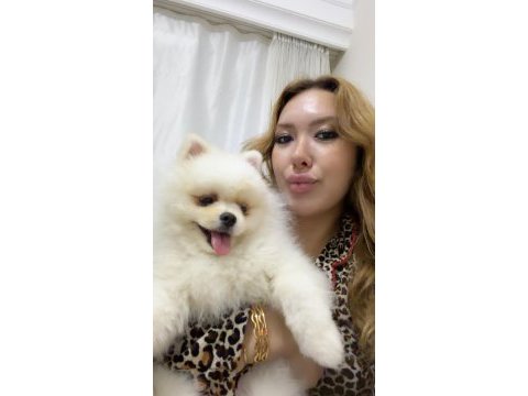 Pomeranian boo köpeğimiz