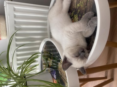 1 yaşında blue point british shorthair