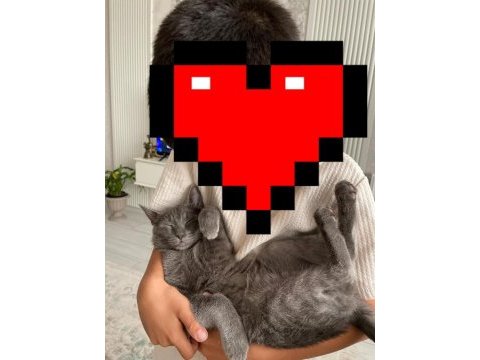 Kedimiz mochi için ömürlük yuva aranıyor