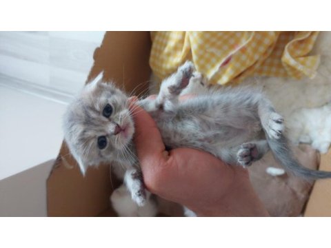 Uyguna verilecek scottish fold