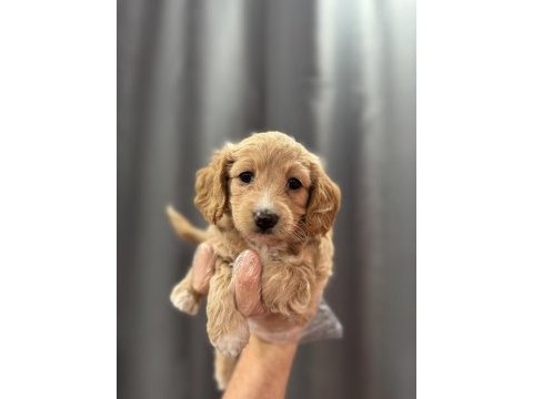 Bebek yüz maltipoo yavrular